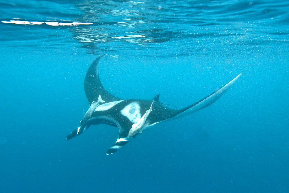 Manta Birostris swimming at surface, Pacific Ocean, Ecuador. Pacific Ocean, Ecuador