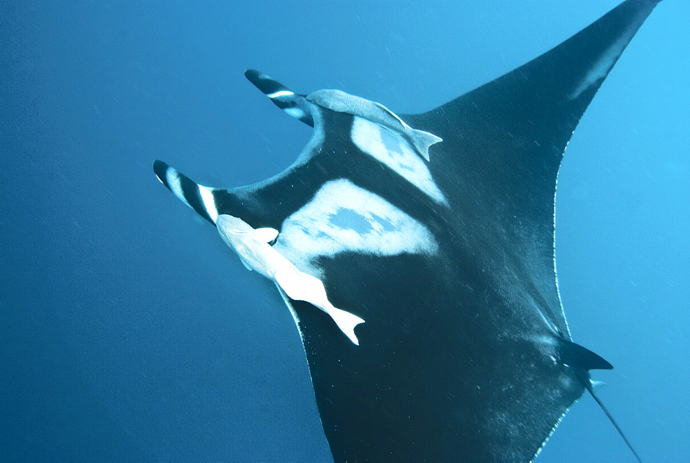 Giant manta ray, Isla de la Plata Ecuador. Portrait shot of Manta birostris approaching camera. Pacific Ocean, Ecuador