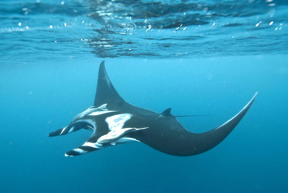 Manta Birostris swimming at surface, Pacific Ocean, Ecuador. Pacific Ocean, Ecuador