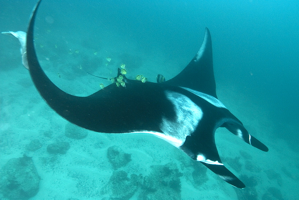 Giant manta ray, Isla de la Plata Ecuador. Portrait shot of Manta birostris approaching camera. Pacific Ocean, Ecuador