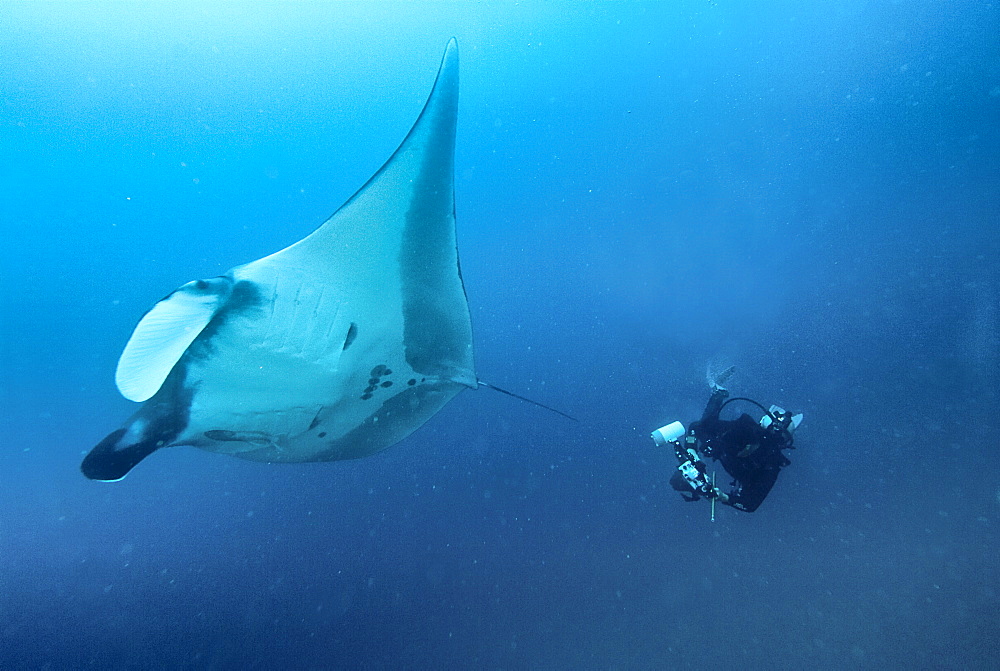 Research diver approaching manta birostris to record detail in research program, Project Elasmo. Pacific Ocean, Ecuador