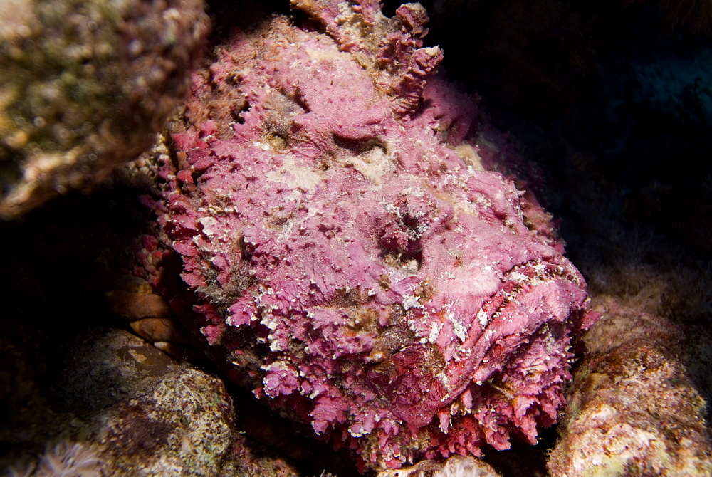  Stonefish (Synaceia verrucosa ) said to be the worldÌs most venomous fish. Found in many colours according to habitat. Probably also the worlds most adaptable camouflage system for a fish. Red Sea.