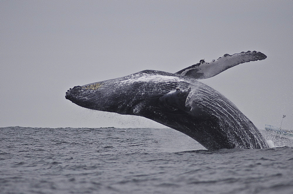 Breaching humpback whale (Megaptera novaeangliae), Ecuador, South America