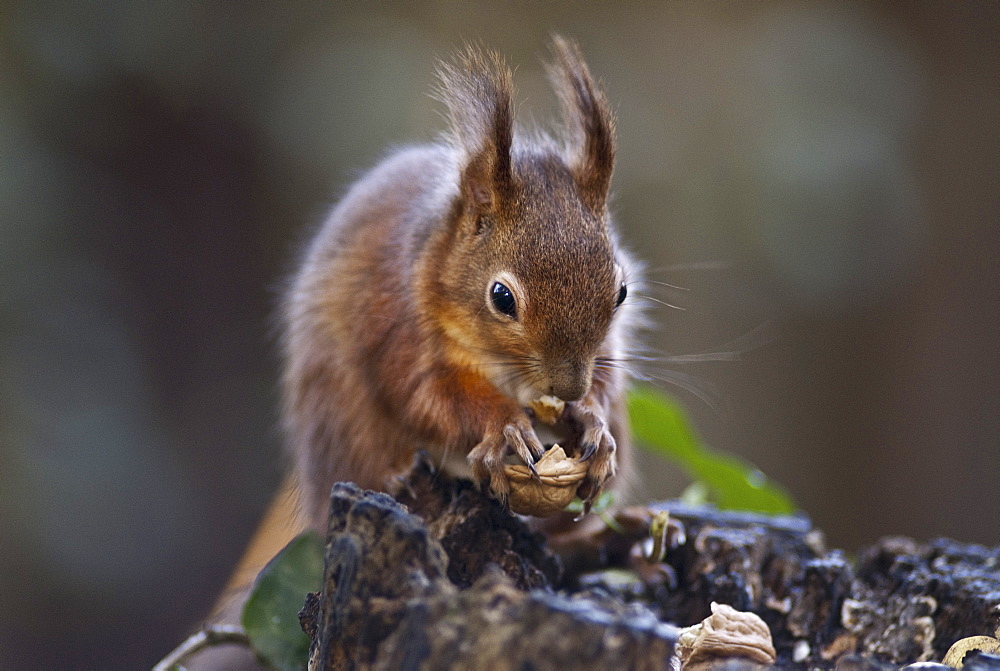 Red squirrel (Sciurus vulgaris) eating nuts in a wood, United Kingdom, Europe