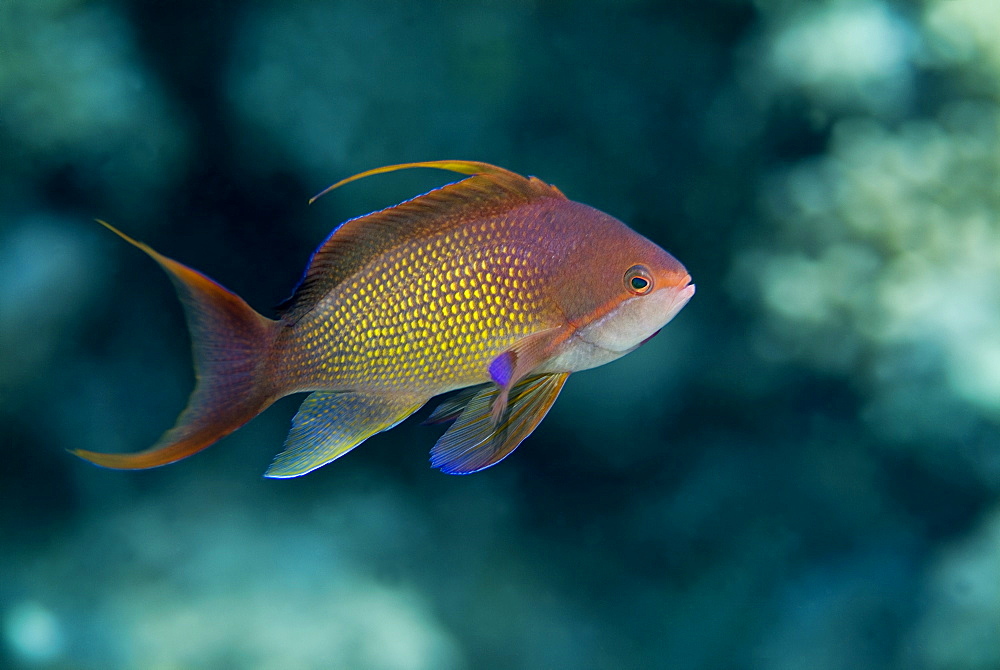  Jewel Fairy Basslet (Pseudanthias squamipinnis). Red Sea.