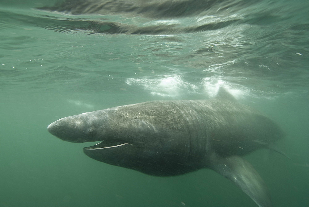 Basking shark (Cetorhinus maximus) feeding on plankton, Hebrides, Scotland, United Kingdom, Europe