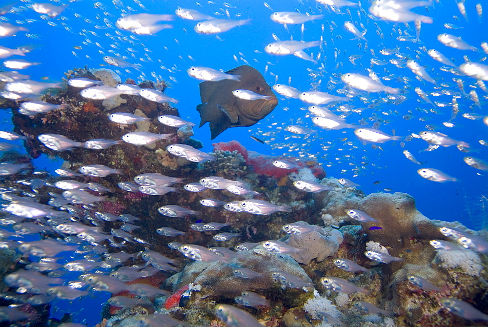 Redmouth Grouper (Aethaloperca rogaa). So named because of its bright red inside mouth. Can often be found living amongst colonies of Yellow Sweeper (Parapriacanthus ransonneti)  which it vigorously protects from attack by passing jacks, in return for feeding from the same glassfish colony. Red Sea.