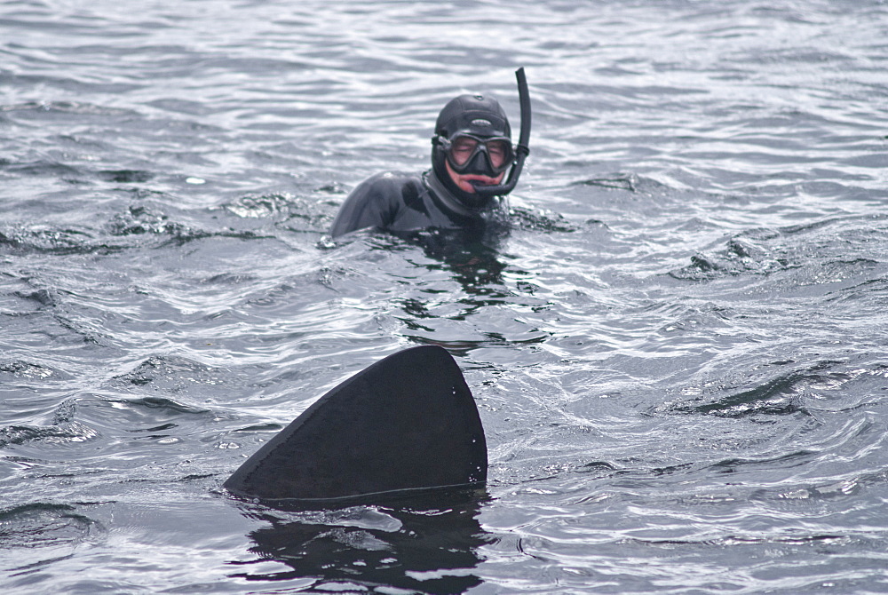 Diver approached by basking shark (Cetorhinus maximus), Hebrides, Scotland, United Kingdom, Europe