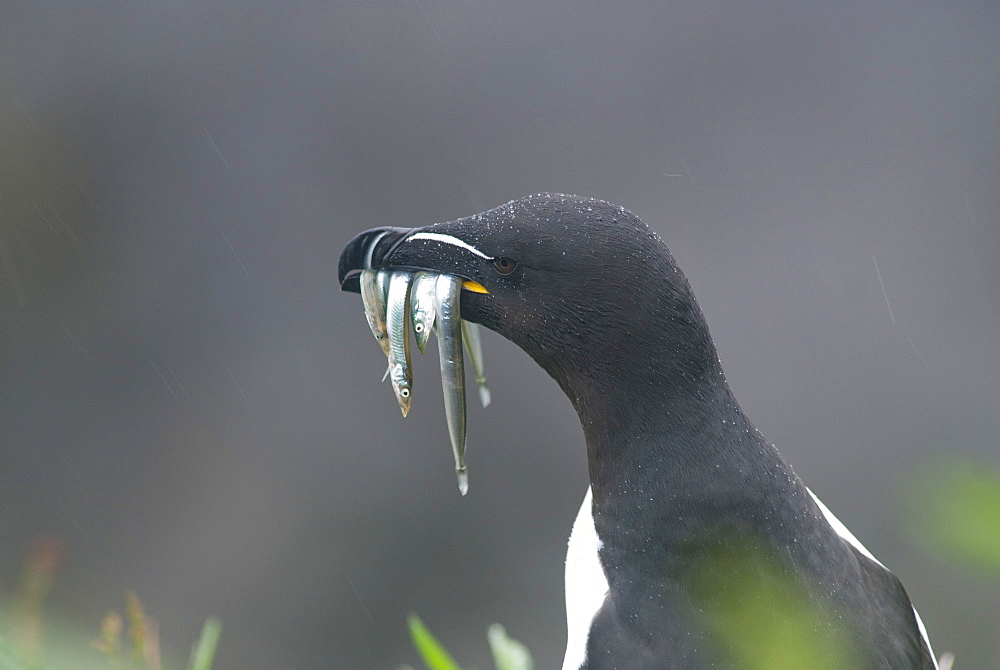 Razorbill (Alca torda), Lunga, Inner Hebrides, Scotland, United Kingdom, Europe