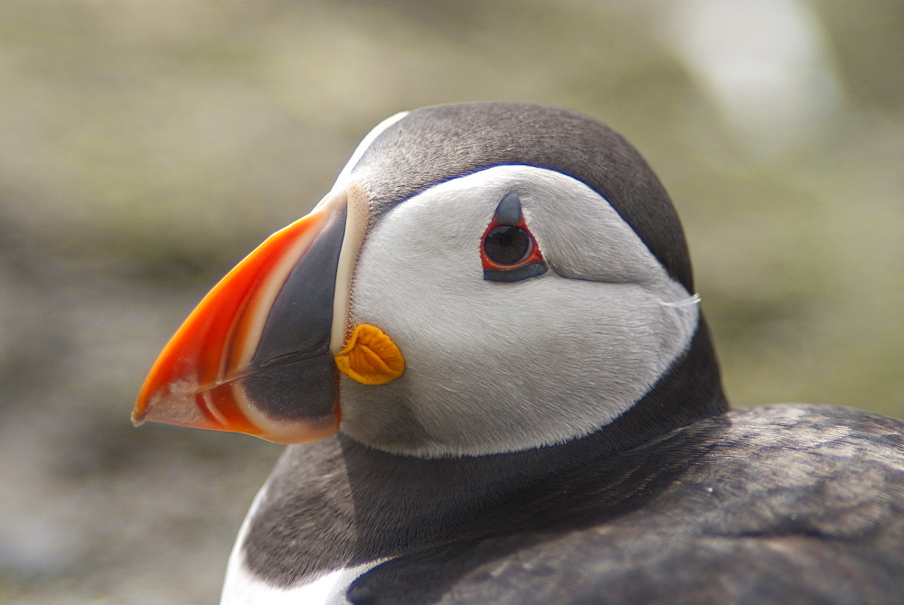 Atlantic Puffin (Fratercula arctica), Lunga, Inner Hebrides, Scotland, United Kingdom, Europe