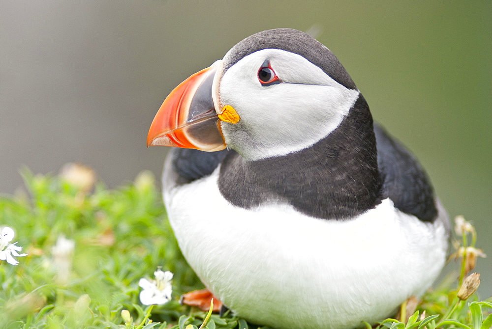 Atlantic Puffin (Fratercula arctica), Lunga, Inner Hebrides, Scotland, United Kingdom, Europe