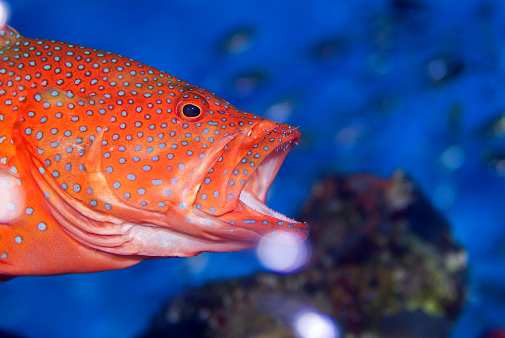 Coral Grouper (Cephalopholis miniata) being cleaned by a BruunÌs Cleaning Partner Shrimp (Urocaridella aontonbruunii) this incredible gaping action allows the shrimp uninhibited access to the mouth and gills. Red Sea.