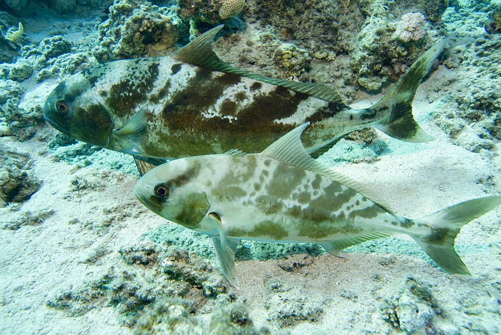 Blackbanded Jack (Seriolina nigrofasciata) the same individuals as in 8350, showing their ability to blend skin colour changes for camouflage purpose. Red Sea.