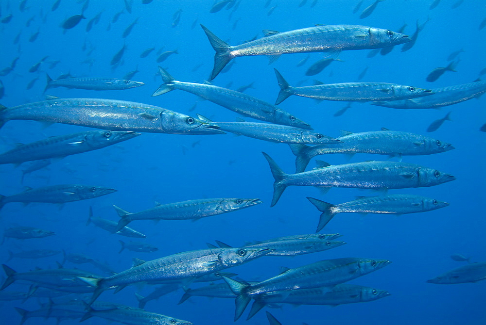 Barracuda - Sphyraena argentea.  Galapagos, Pacific Ocean