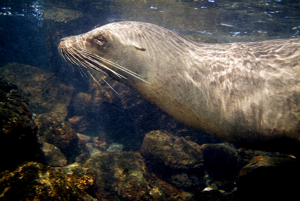 Galapagos sea lion - Zalophus californianus wollebacki.  Galapagos, Pacific Ocean