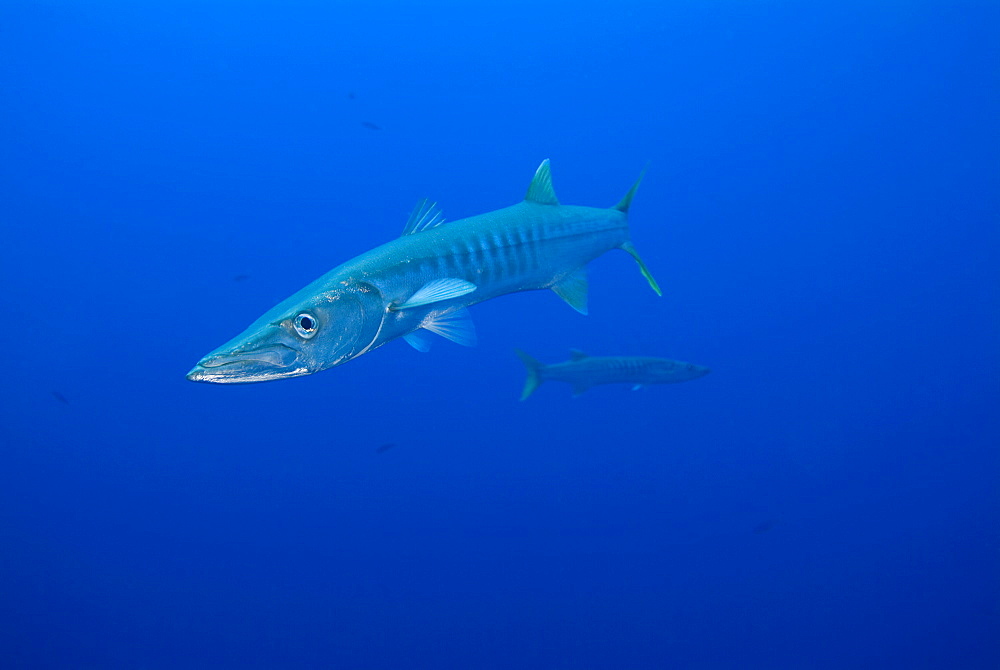 Great Barracuda (Sphyraena barracuda). Red Sea.