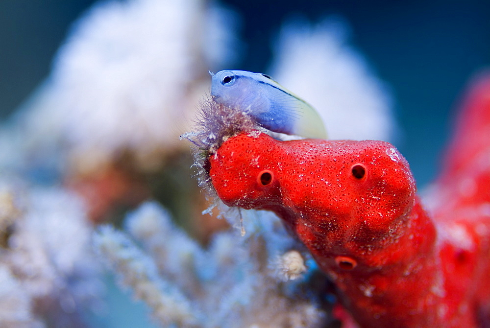 Red Sea Mimic Blenny (Escenius gravieri). Red Sea.