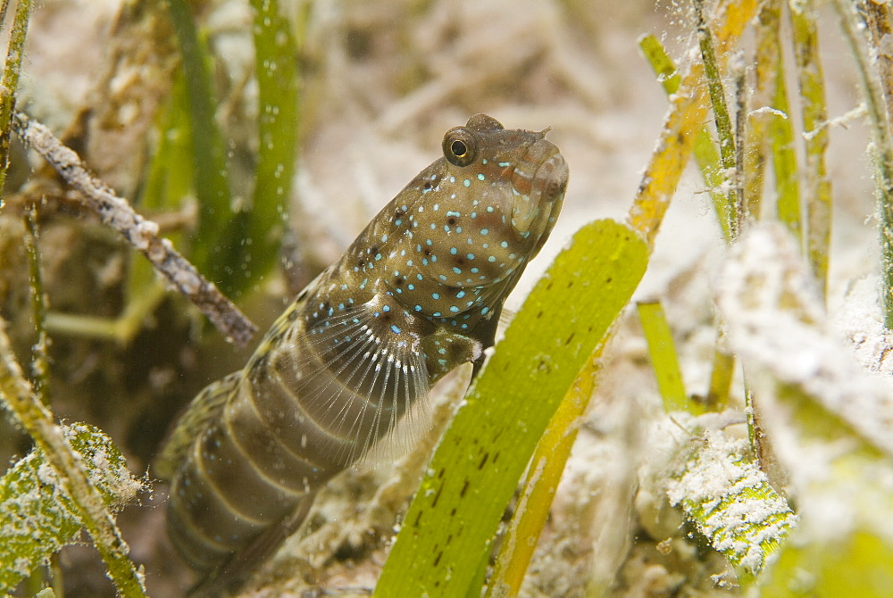 LutherÌs Partner Goby (Cryptocentrus lutheri) Lives in partnership with the snapping shrimp Alpheus djiboutensis. One of many Goby/Shrimp partnerships, The goby always choosing to pair with the same species of shrimp. The goby keeps a watchful eye for the almost blind shrimp, in return for sanctuary in the hosts burrow. The shrimp digs constantly and maintains contact with the goby at all times via antennae. Red Sea.