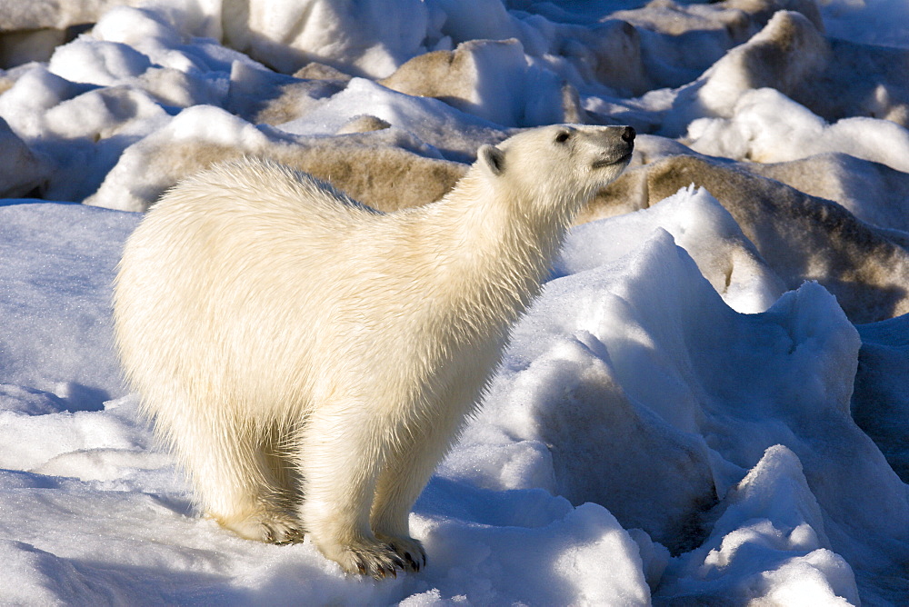 Curious young female polar bear (Ursus maritimus) on multi-year ice floes in the Barents Sea off the eastern coast of EdgeØya (Edge Island) in the Svalbard Archipelago, Norway.