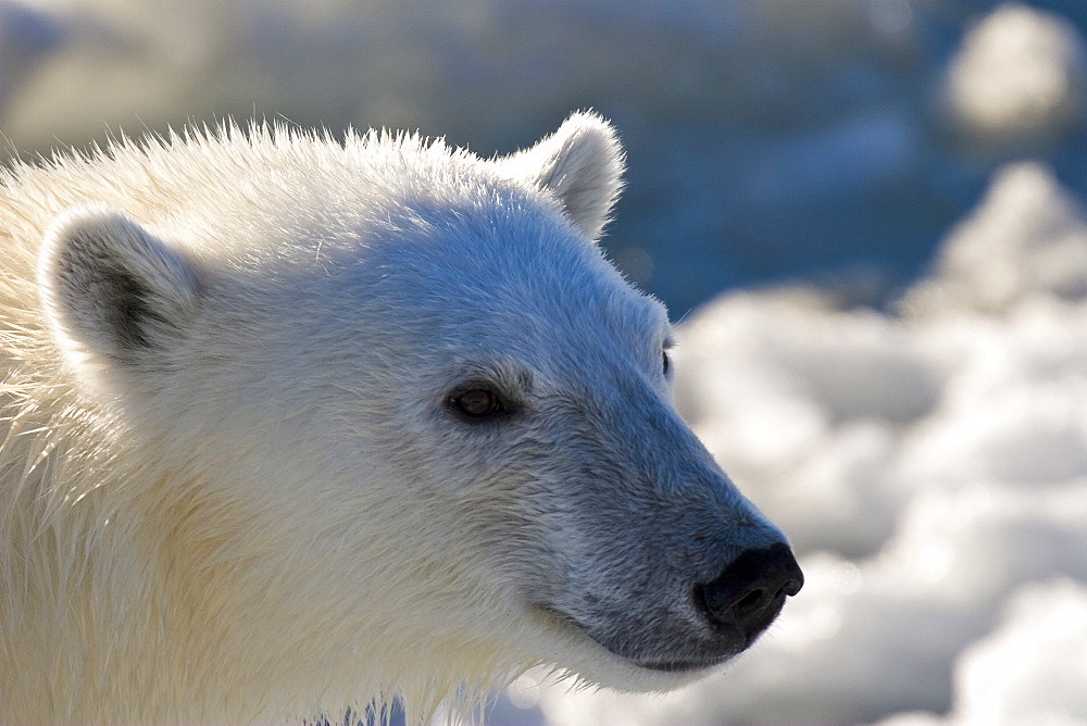 Curious young female polar bear (Ursus maritimus) on multi-year ice floes in the Barents Sea off the eastern coast of EdgeØya (Edge Island) in the Svalbard Archipelago, Norway.