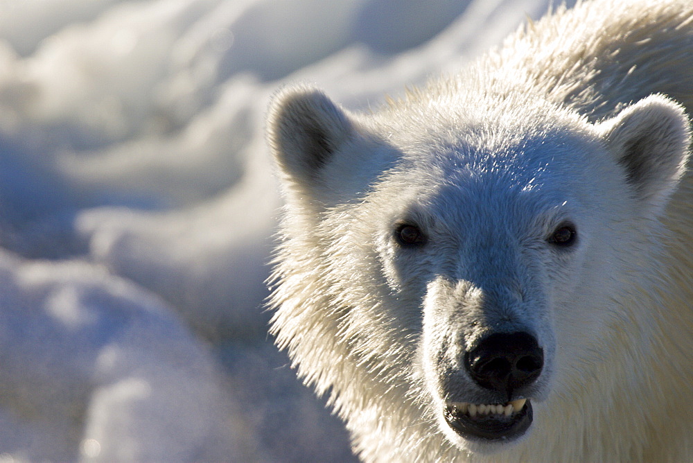 Curious young female polar bear (Ursus maritimus) on multi-year ice floes in the Barents Sea off the eastern coast of EdgeØya (Edge Island) in the Svalbard Archipelago, Norway.