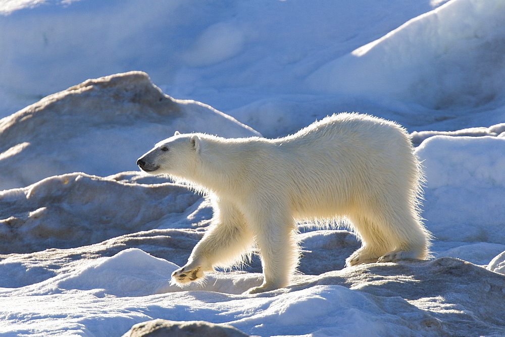 Curious young female polar bear (Ursus maritimus) on multi-year ice floes in the Barents Sea off the eastern coast of EdgeØya (Edge Island) in the Svalbard Archipelago, Norway.