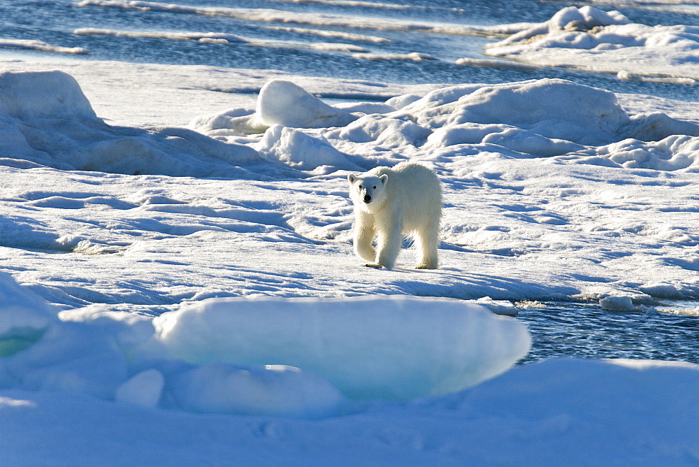 Curious young female polar bear (Ursus maritimus) on multi-year ice floes in the Barents Sea off the eastern coast of EdgeØya (Edge Island) in the Svalbard Archipelago, Norway.