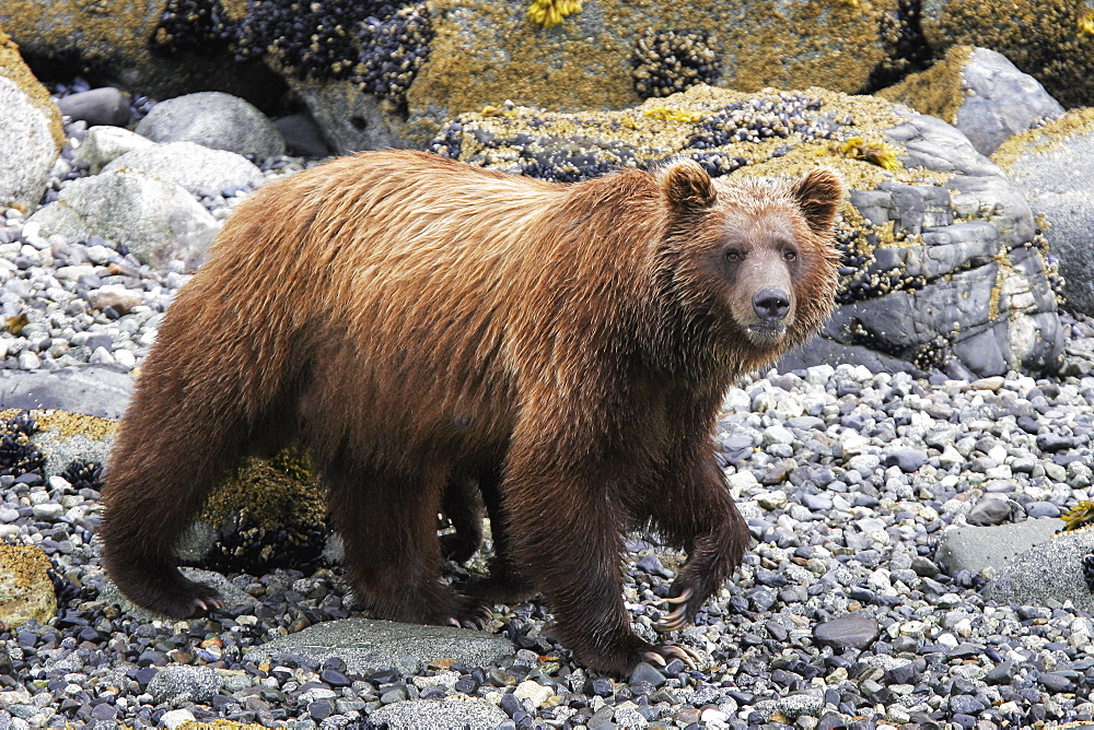 Coastal Brown Bear (Ursus arctos horibilis) mother foraging at low tide in Glacier Bay National Park, Southeast Alaska, USA.