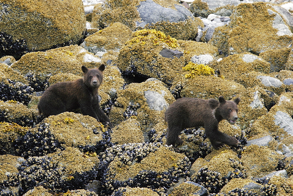 Coastal Brown Bear (Ursus arctos horibilis) cubs foraging at low tide in Glacier Bay National Park, Southeast Alaska, USA.