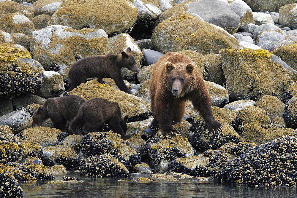 Coastal Brown Bear (Ursus arctos horibilis) mother with three cubs foraging at low tide in Glacier Bay National Park, Southeast Alaska, USA.