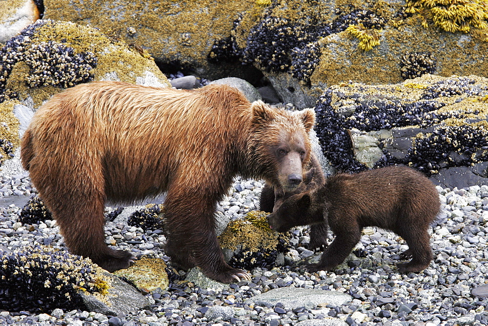 Coastal Brown Bear (Ursus arctos horibilis) mother with cubs foraging at low tide in Glacier Bay National Park, Southeast Alaska, USA.