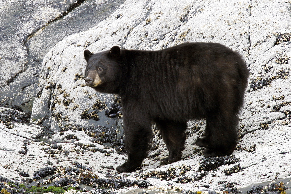 North American Black Bear (Ursus americanus) in Tracy Arm, Southeast Alaska, USA. Pacific Ocean.