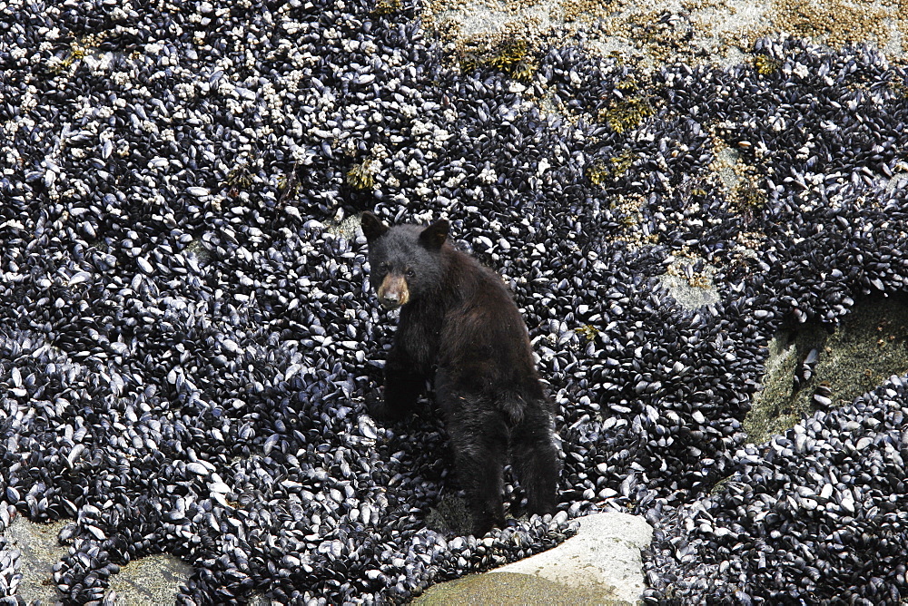 North American Black Bear (Ursus americanus) cub feeding on mussels at low tide in Tracy Arm, Southeast Alaska, USA. Pacific Ocean.