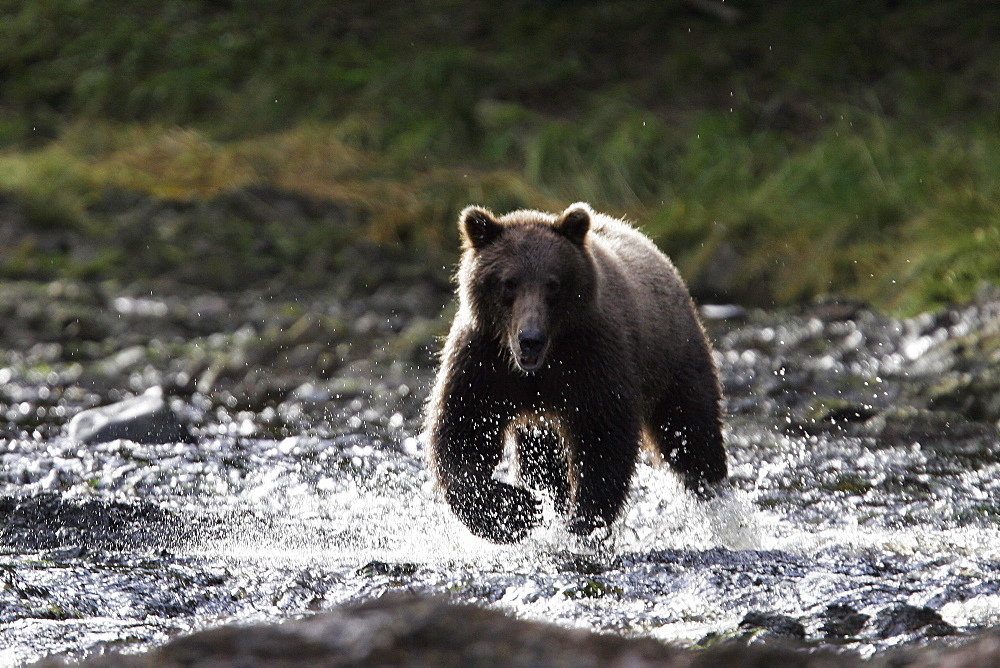 Adult coastal brown bear (Ursus arctos) fishing for salmon in a stream filled with Pink Salmon. Pavlov Harbor, Chichagof Island, southeast Alaska, USA.