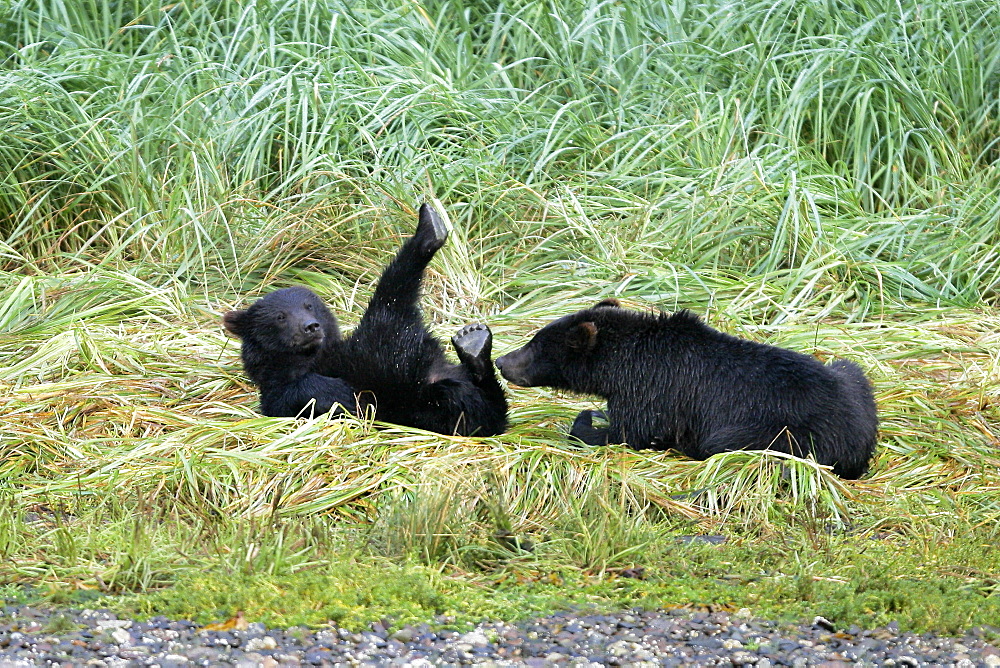 Coastal brown bear (Ursus arctos horibilis) cubs (born this year) playing near a shallow stream on Chichagof Island, Southeast Alaska, USA.