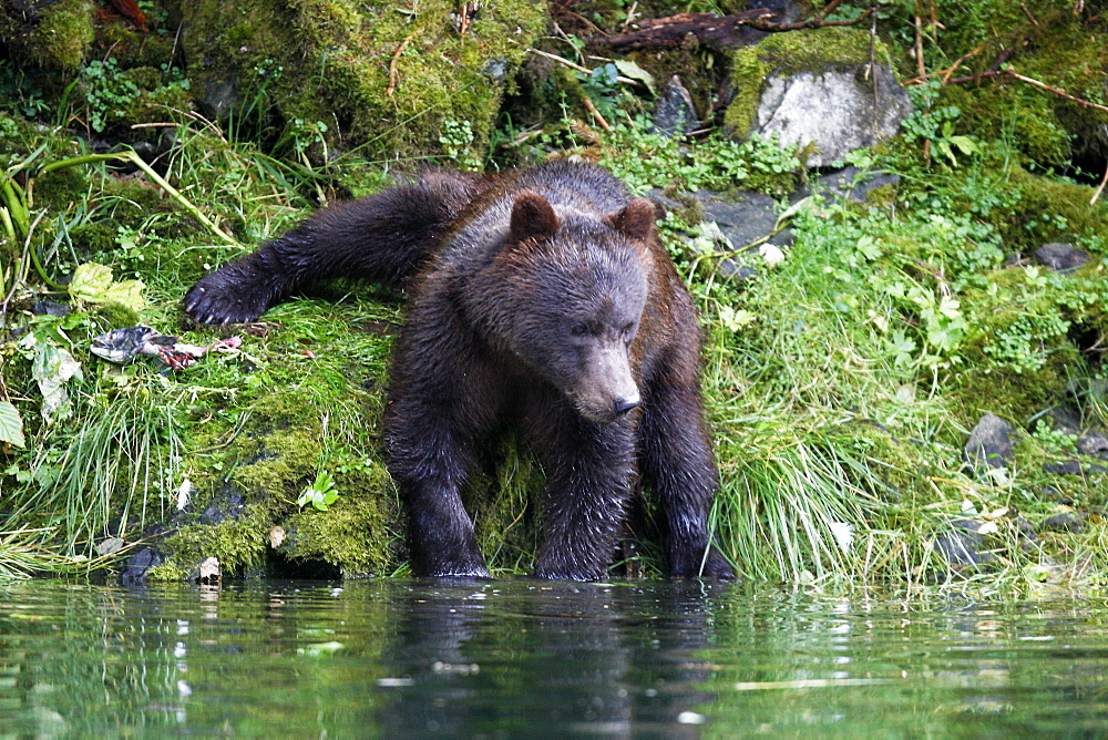 A young coastal brown bear (Ursus arctos horibilis) in an unusual position while fishing for pink slamon in a shallow stream on Chichagof Island, Southeast Alaska, USA.