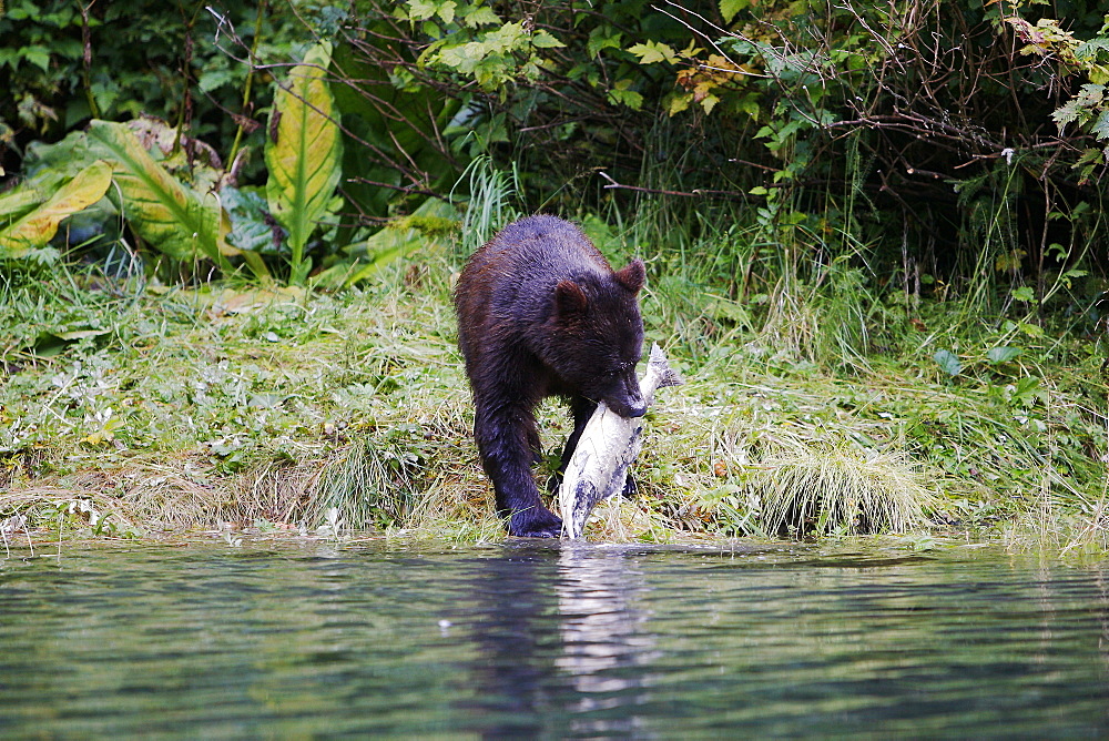 Young coastal brown bear (Ursus arctos horibilis) fishing for pink slamon in a shallow stream on Chichagof Island, Southeast Alaska, USA.