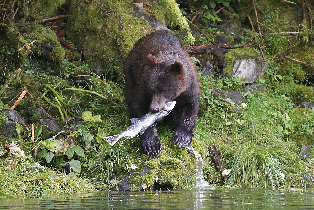 Coastal brown bear (Ursus arctos horibilis) scavenging for spent pink slamon in a shallow stream on Chichagof Island, Southeast Alaska, USA.