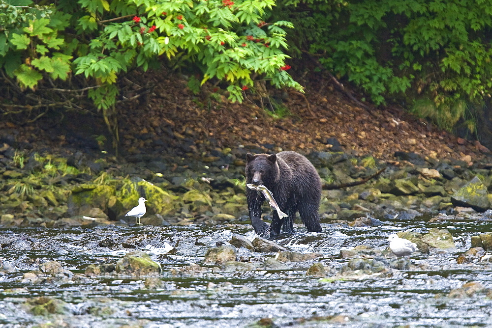 A young Brown Bear (Ursus arctos) fishing for pink and dog salmon on Chichagof Island in Southeast Alaska, USA