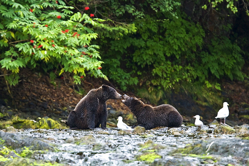 A pair of young Brown Bear (Ursus arctos) fishing for pink and dog salmon on Chichagof Island in Southeast Alaska, USA