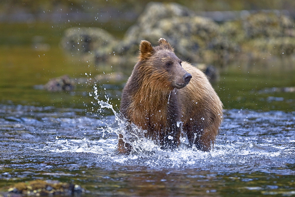 A young Brown Bear (Ursus arctos) scavenging and fishing for salmon along the beach on Chichagof Island in Southeast Alaska, USA. Pacific Ocean.