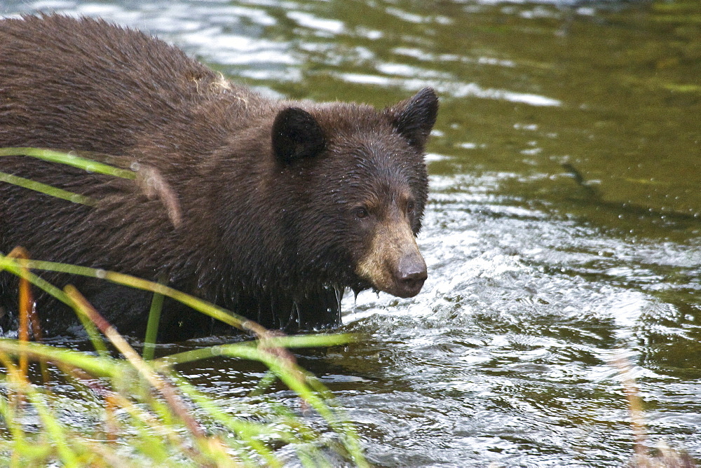 A young black bear (Ursus americanus) foraging along the streambed for red (sockeye) salmon returning to spawn near Mendenhal Glacier just outside of Juneau, Alaska, USA