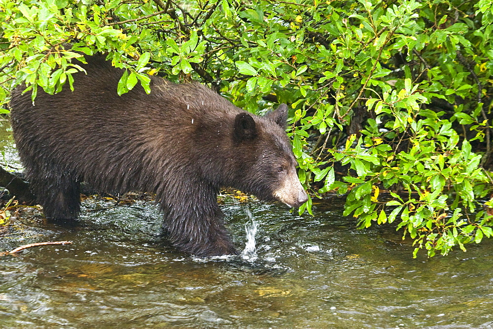 A young black bear (Ursus americanus) foraging along the streambed for red (sockeye) salmon returning to spawn near Mendenhal Glacier just outside of Juneau, Alaska, USA