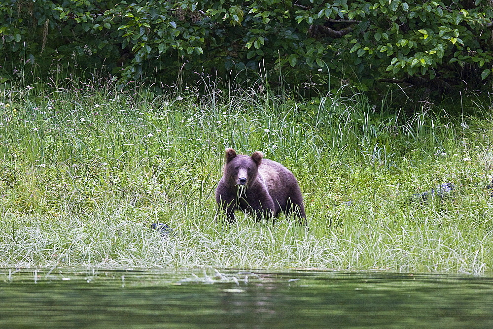 A young Brown Bear (Ursus arctos) feeding on grasses in red bluff bay on Baranof Island Island in Southeast Alaska, USA. Pacific Ocean.   (rr)