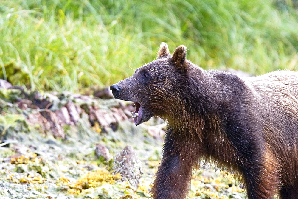 A young Brown Bear (Ursus arctos) scavenging and fishing for salmon along the beach on Chichagof Island in Southeast Alaska, USA. Pacific Ocean.