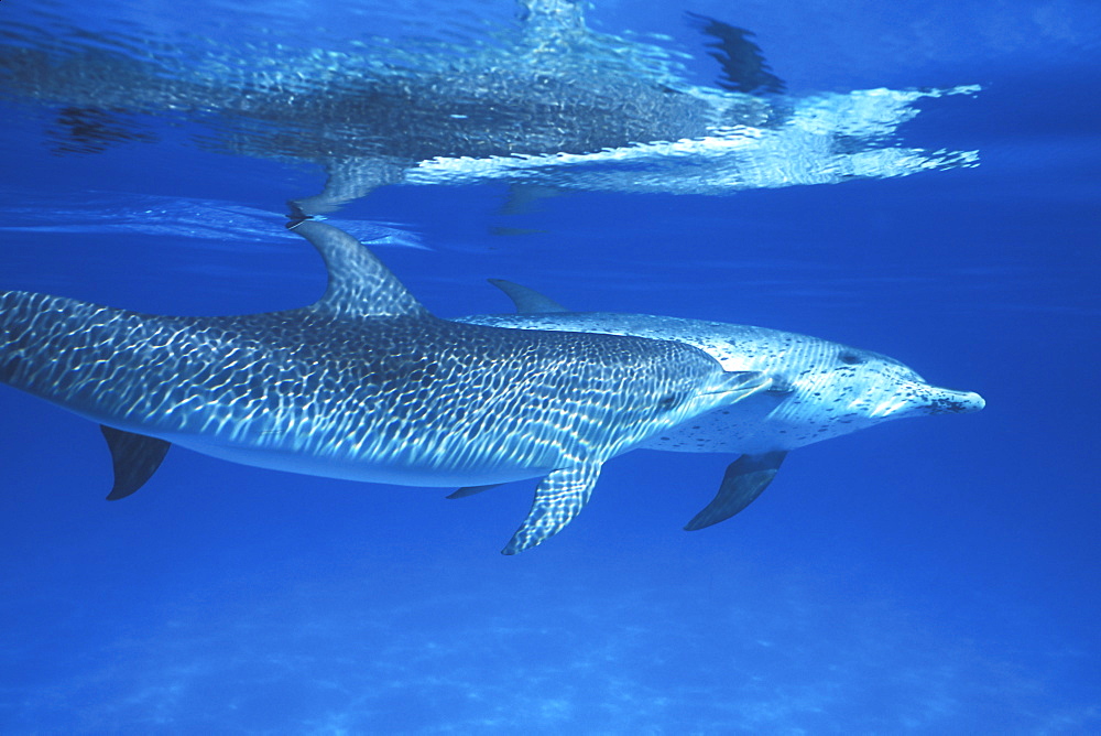 Two young Atlantic Spotted Dolphin (Stenella frontalis) at play underwater on the Little Bahama Banks, Grand Bahama Island, Bahamas. Atlantic Ocean.
(Restricted Resolution - pls contact us)