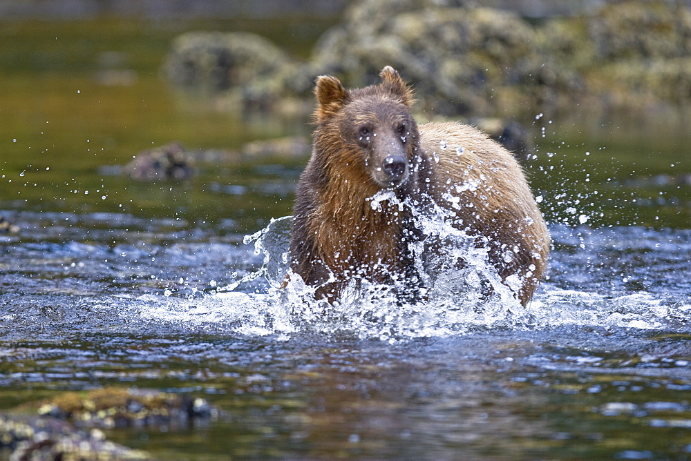 A young Brown Bear (Ursus arctos) scavenging and fishing for salmon along the beach on Chichagof Island in Southeast Alaska, USA. Pacific Ocean.