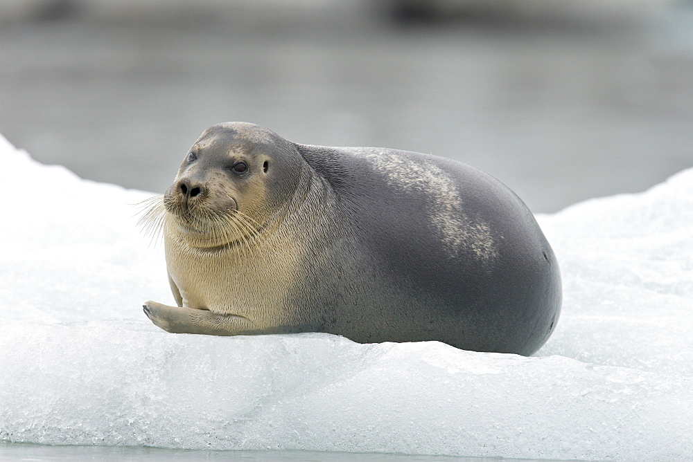 Bearded seal (Erignathus barbatus) hauled out and resting on the ice near Storpollen Glacier in the Svalbard Archipelago, Barents Sea, Norway.