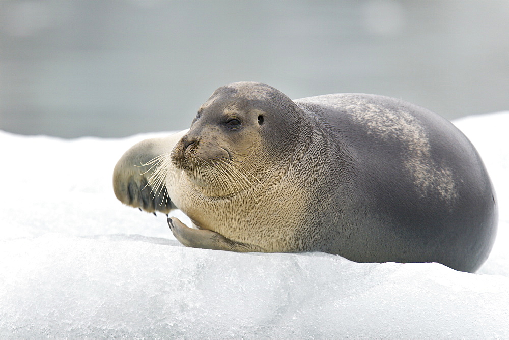 Bearded seal (Erignathus barbatus) hauled out and resting on the ice near Storpollen Glacier in the Svalbard Archipelago, Barents Sea, Norway.