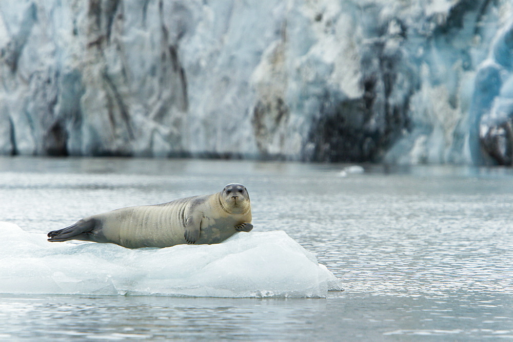 Bearded seal (Erignathus barbatus) hauled out and resting on the ice near Storpollen Glacier in the Svalbard Archipelago, Barents Sea, Norway.